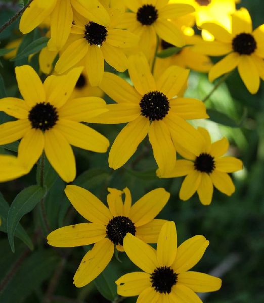Rudbeckia triloba